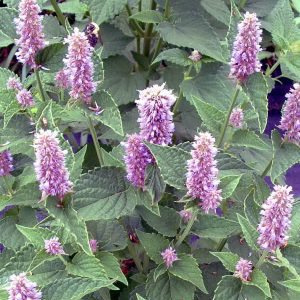 anise_hyssop