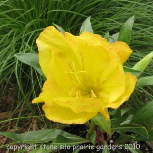 big_fruit_evening_primrose