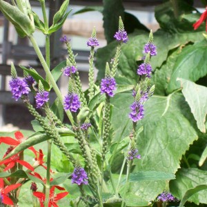 blue_vervain