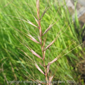 bottle_brush_grass