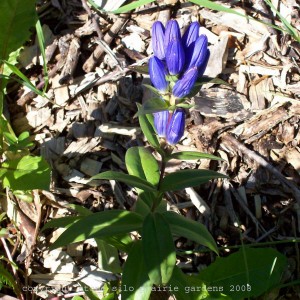 bottle_gentian