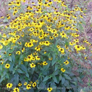 brown_eyed_susan