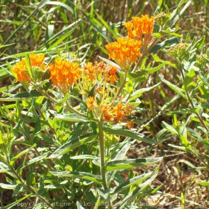 butterflyweed