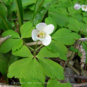 canada_anenome