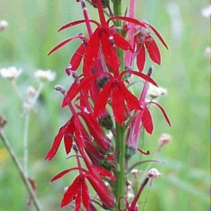 cardinal_flower