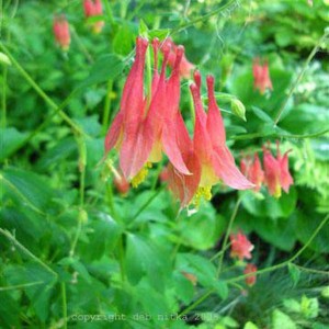 columbine