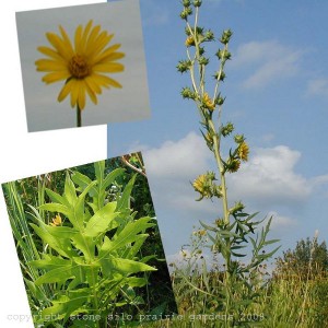 compass_plant