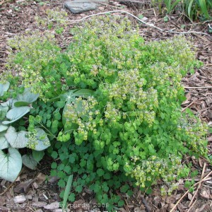 early_meadow_rue