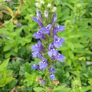 great_blue_lobelia