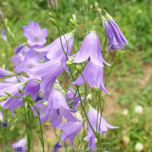 harebell