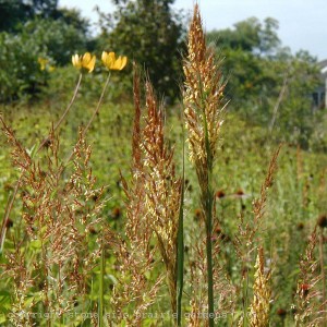 indian_grass