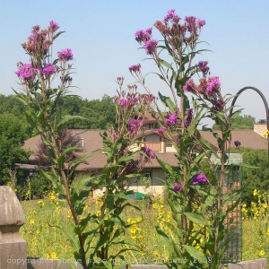 ironweed