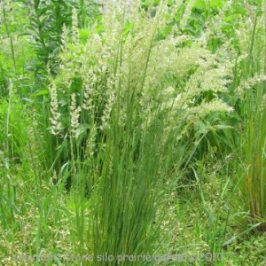 junegrass