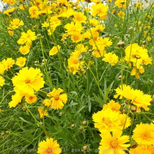 lanceleaf_coreopsis