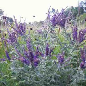 leadplant