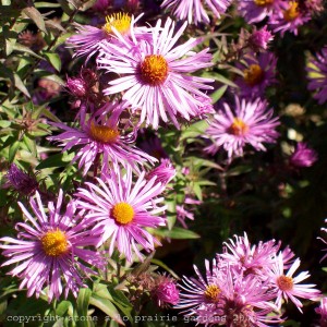 new_england_aster