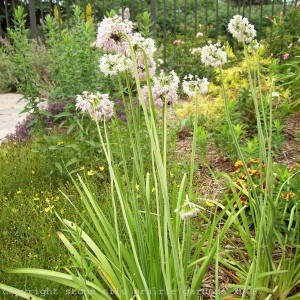 nodding_onion