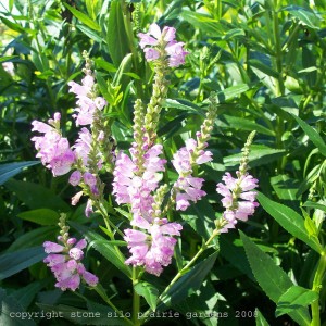 obedient_plant