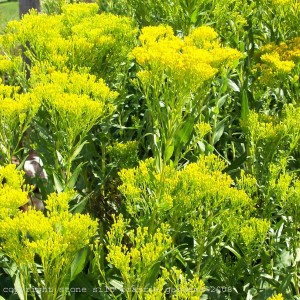 ohio_goldenrod