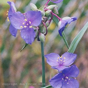 ohio_spiderwort