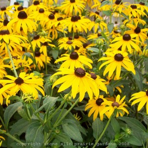 orange_coneflower