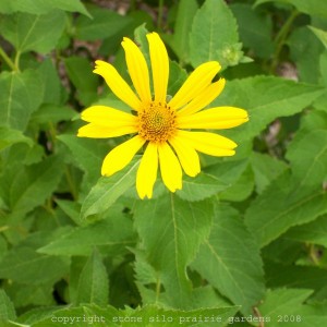 oxeye_sunflower