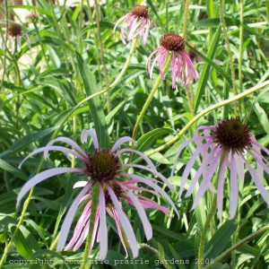 pale_purple_coneflower