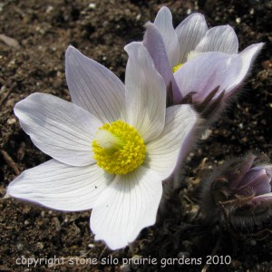 pasque_flower