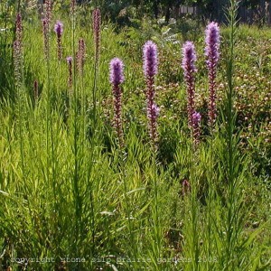 prairie_blazing_star