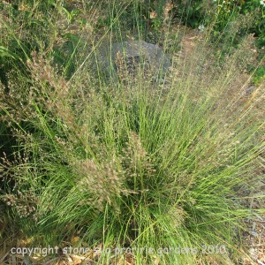 prairie_dropseed