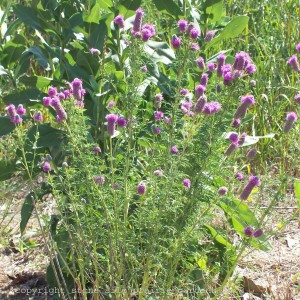 purple_prairie_clover