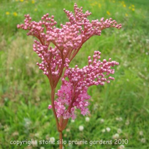 queen_of_the_prairie