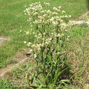 rattlesnake_master