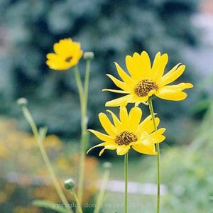 showy_sunflower