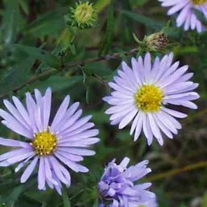 sky_blue_aster