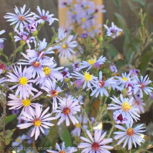smooth_blue_aster