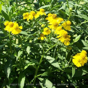 sneezeweed