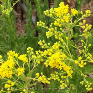 stiff_goldenrod