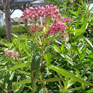 swamp_milkweed