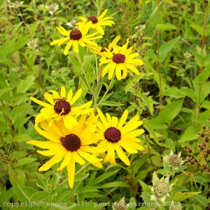 sweet_black_eyed_susan