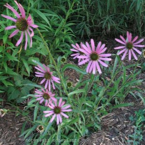 tennessee_coneflower