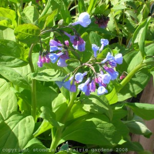 virginia_blue_bells