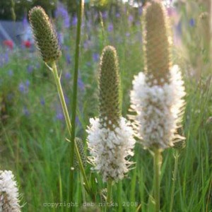 white_prairie_clover