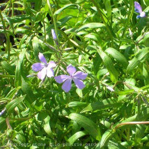 wild_blue_phlox