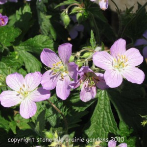 wild_geranium