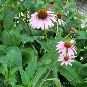 purple_coneflower