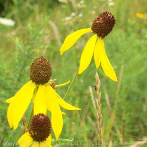 yellow_coneflower